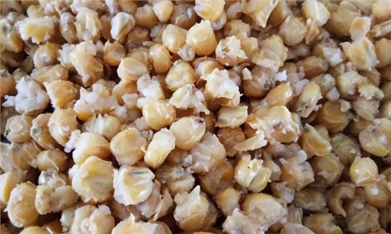 【白酒生產設備】蒸玉米95%開花率變得如此簡單
