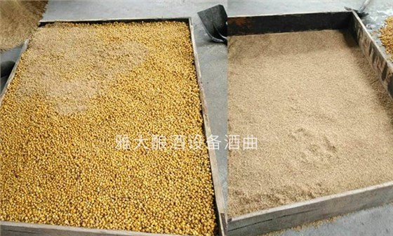 用熟料釀酒設備做小曲固態玉米酒時，糊化不充分后果很嚴重