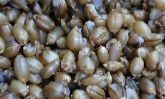 雅大邀您到酒廠用白酒蒸酒設(shè)備實(shí)操釀青稞酒,青稞酒實(shí)操教學(xué)!-04-青稞釀酒開花 雅大邀您到酒廠用白酒蒸酒設(shè)備實(shí)操釀青稞酒,青稞酒實(shí)操教學(xué)!-04-青稞釀酒開花