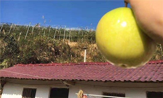 滯銷,長相難看的百香果,用蒸汽釀酒設備做酒再也不爛!-09 滯銷,長相難看的百香果,用蒸汽釀酒設備做酒再也不爛!-09