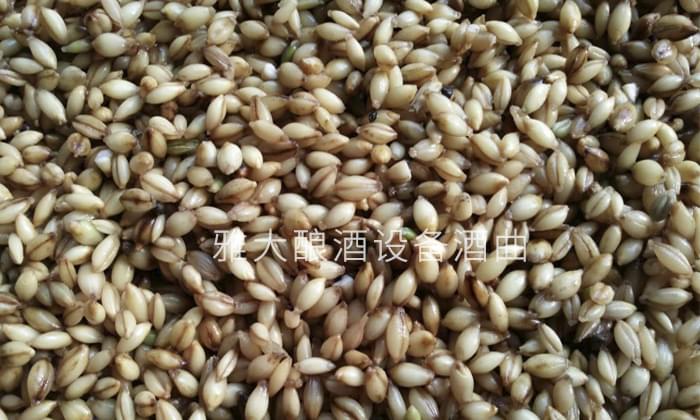 20-青稞保健酒怎么做？釀酒設備廠家分享青稞保健酒制作方法！ (2)