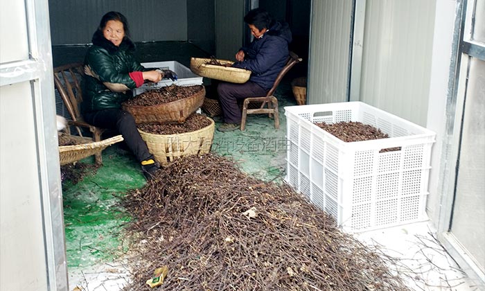 40噸拐棗急需發(fā)酵怎么辦?雅大電加熱釀酒設(shè)備蔣老師上門指導(dǎo)!-03 40噸拐棗急需發(fā)酵怎么辦?雅大電加熱釀酒設(shè)備蔣老師上門指導(dǎo)!-03