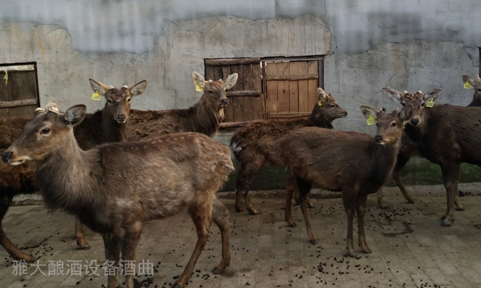 鮮鹿茸泡酒處理方法,選擇蒸汽釀酒設備釀制的固態酒好嗎?-02 鮮鹿茸泡酒處理方法,選擇蒸汽釀酒設備釀制的固態酒好嗎?-02