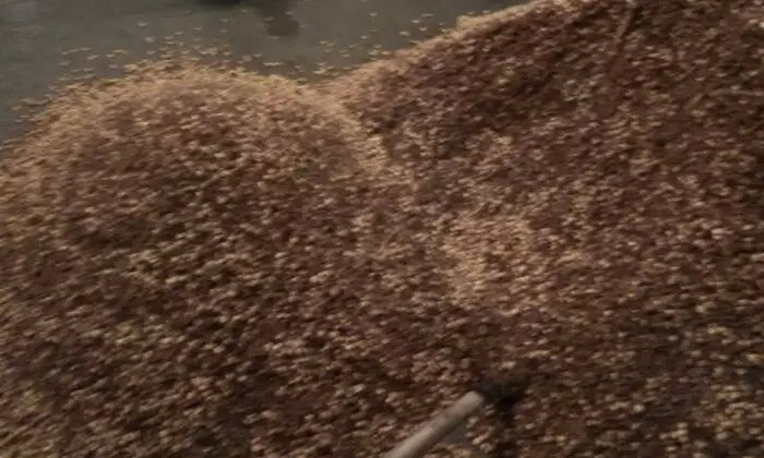 用烤酒設備釀造粉碎固態高粱酒要注意什么?