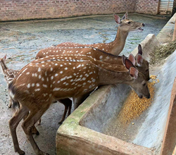 引進生物顆粒釀酒設備，打造新時代下的親子莊園